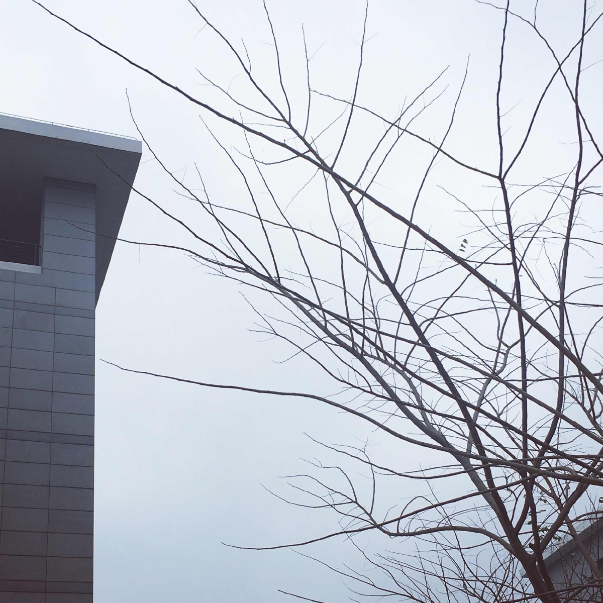 早春不过一棵树 - 树, 春天, 阴天, 手机拍摄 - 张