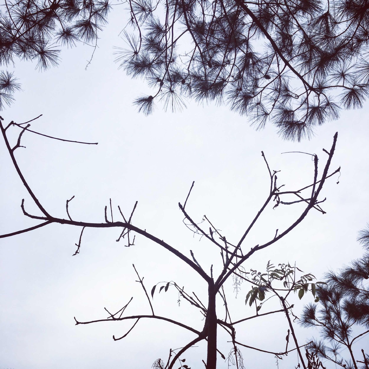 早春不过一棵树 - 树, 春天, 阴天, 手机拍摄 - 张