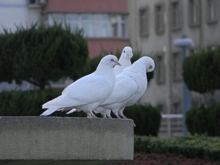 和平