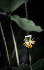 荷花5