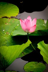 荷花5