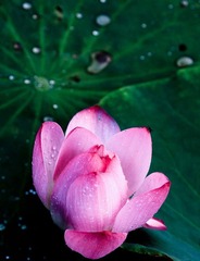 荷花6