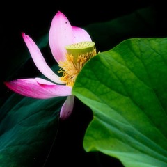 荷花7