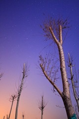 IMG_4101.jpg