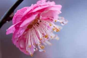 红梅