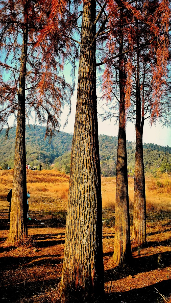 午后的阳光暖暖地照在高大挺拔的杉树上像一幅优美的油画