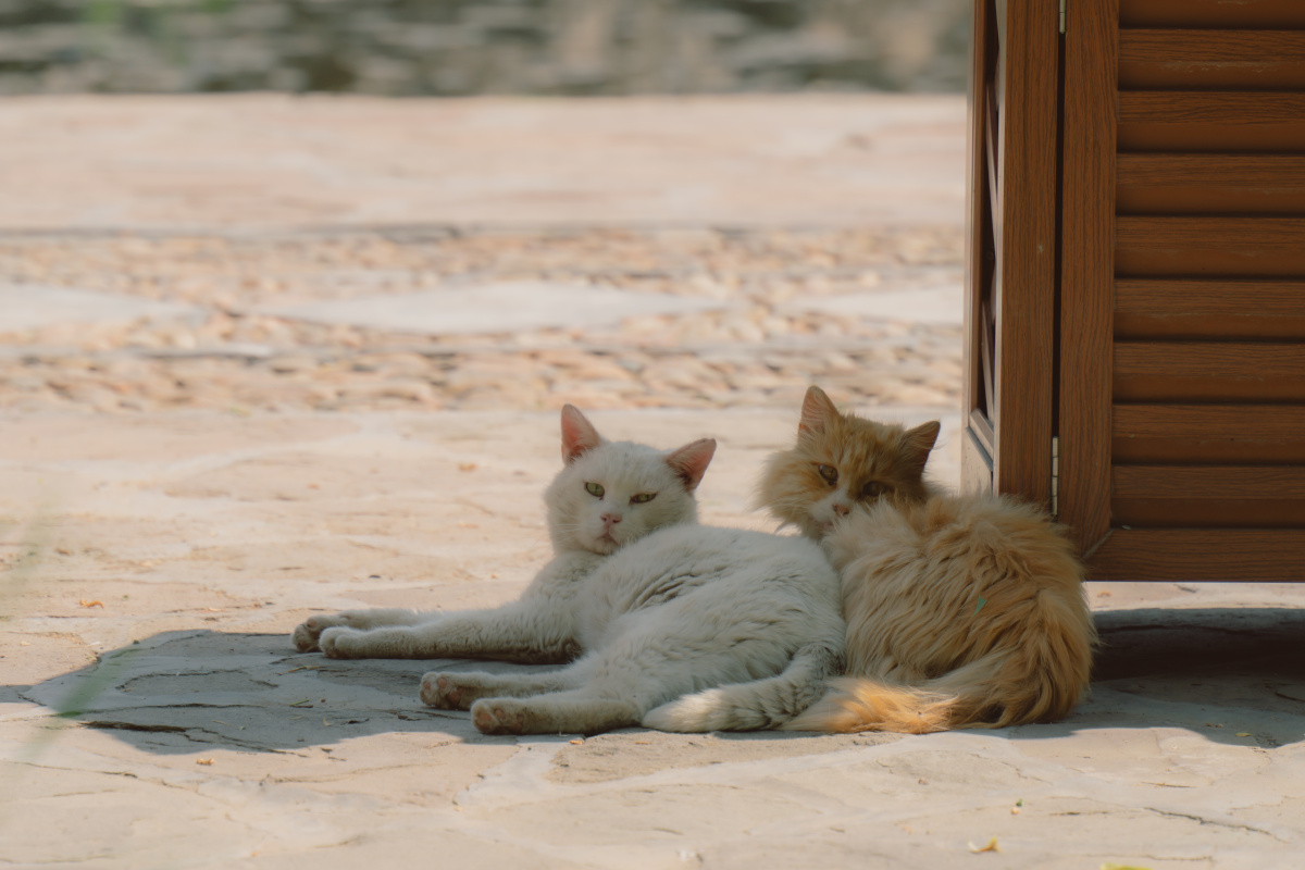 乘凉的流浪猫
