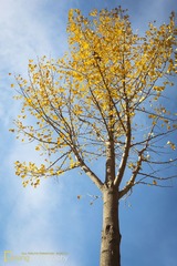 _EEA0174-ID