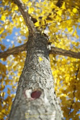 _EEA0186-ID