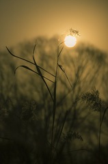 芦花望日