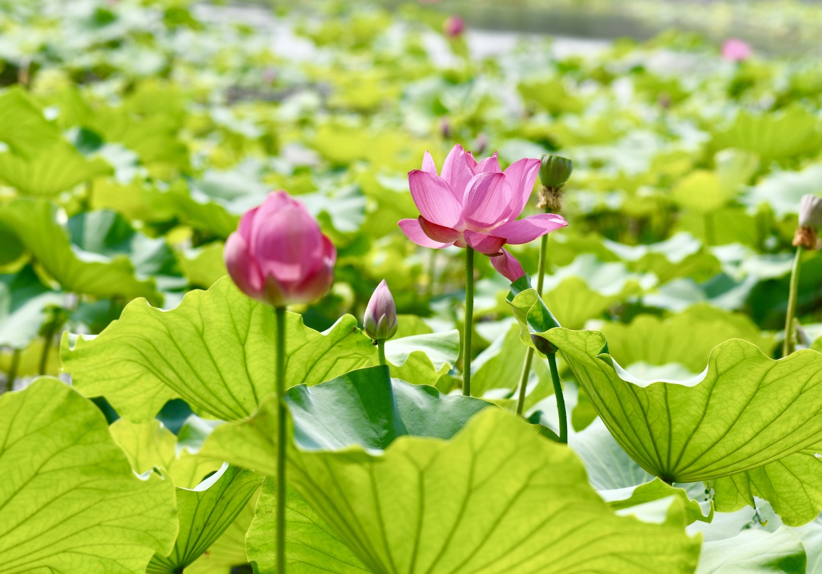 江南可采莲莲叶何田田