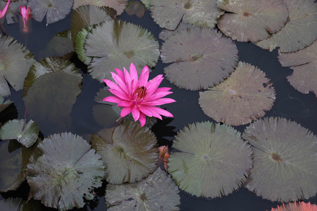 荷- 清静自然正 - 图虫