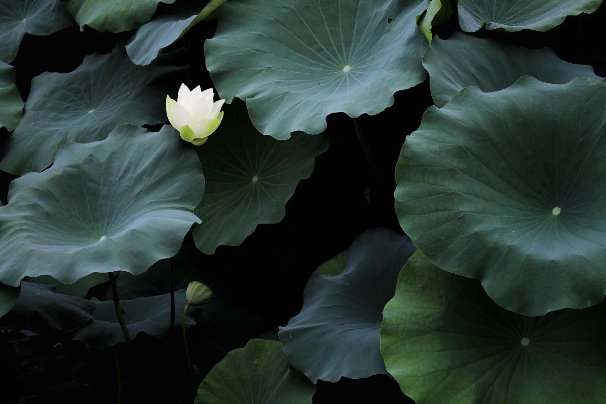 荷- 清静自然正 - 图虫