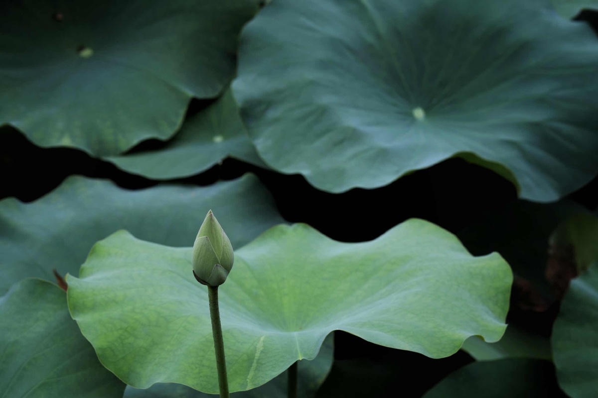 荷- 清静自然正 - 图虫