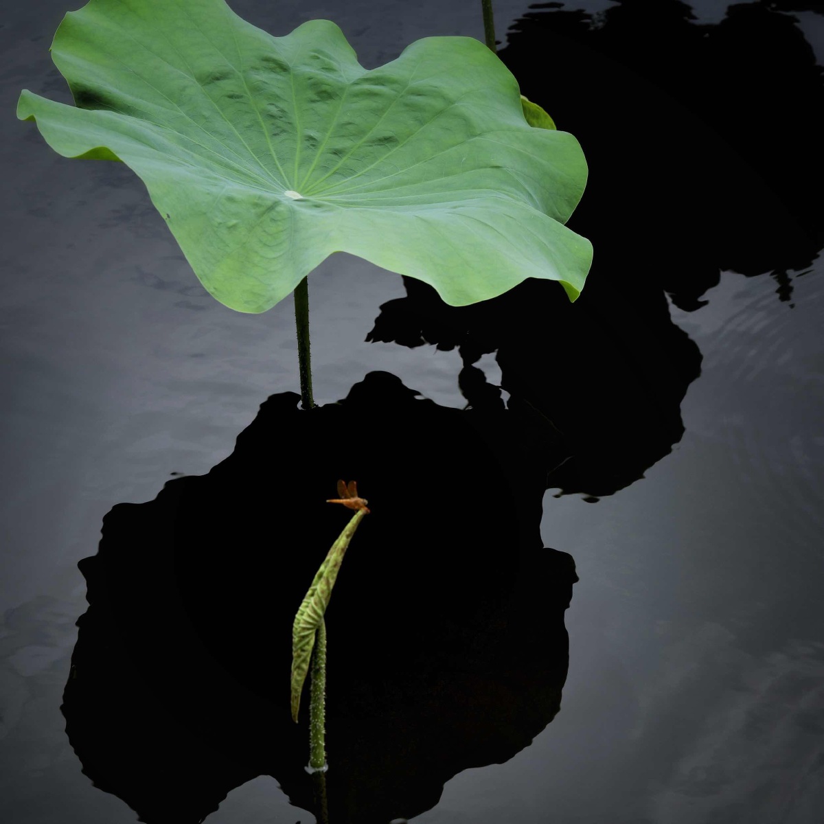 荷- 清静自然正 - 图虫