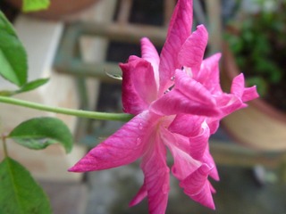 flower 1 