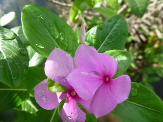 flower 2