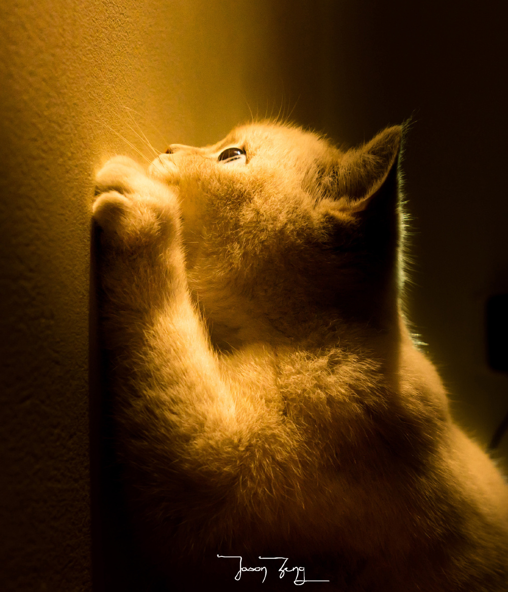 看,它的眼神充满了期望.jason-zeng关注