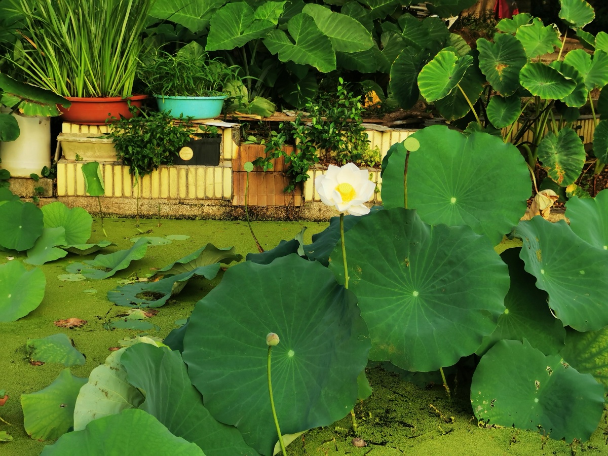 夏末尾荷花盛开池塘边上的小雨滴