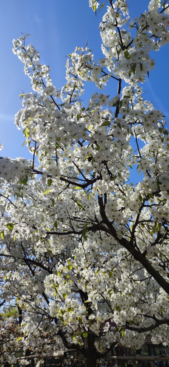 一树梨花压海棠
