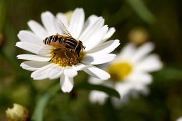 IMG_1265.jpg