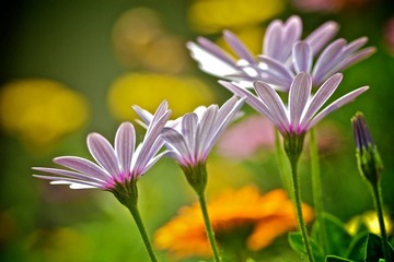 IMG_1376.jpg