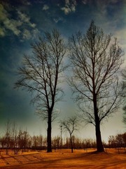 Twin Tree