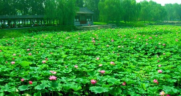 圆明园的荷花 
