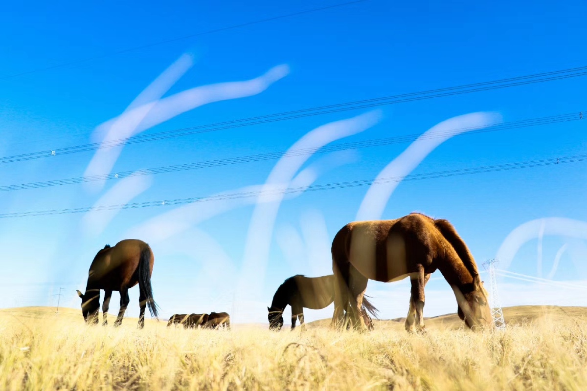 风吹草地现牛羊