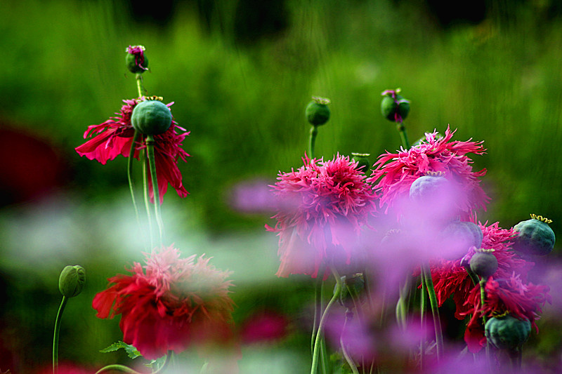 虚化前景突出主体