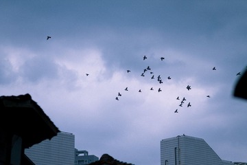 _MG_5487.jpg