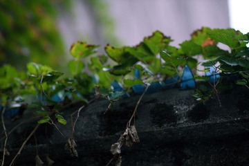 _MG_5540.jpg