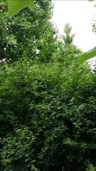 486460