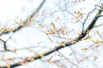 鸡爪槭  (2)