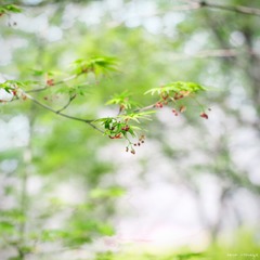 鸡爪槭  (3)