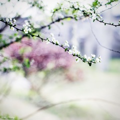 喷雪花 (1)