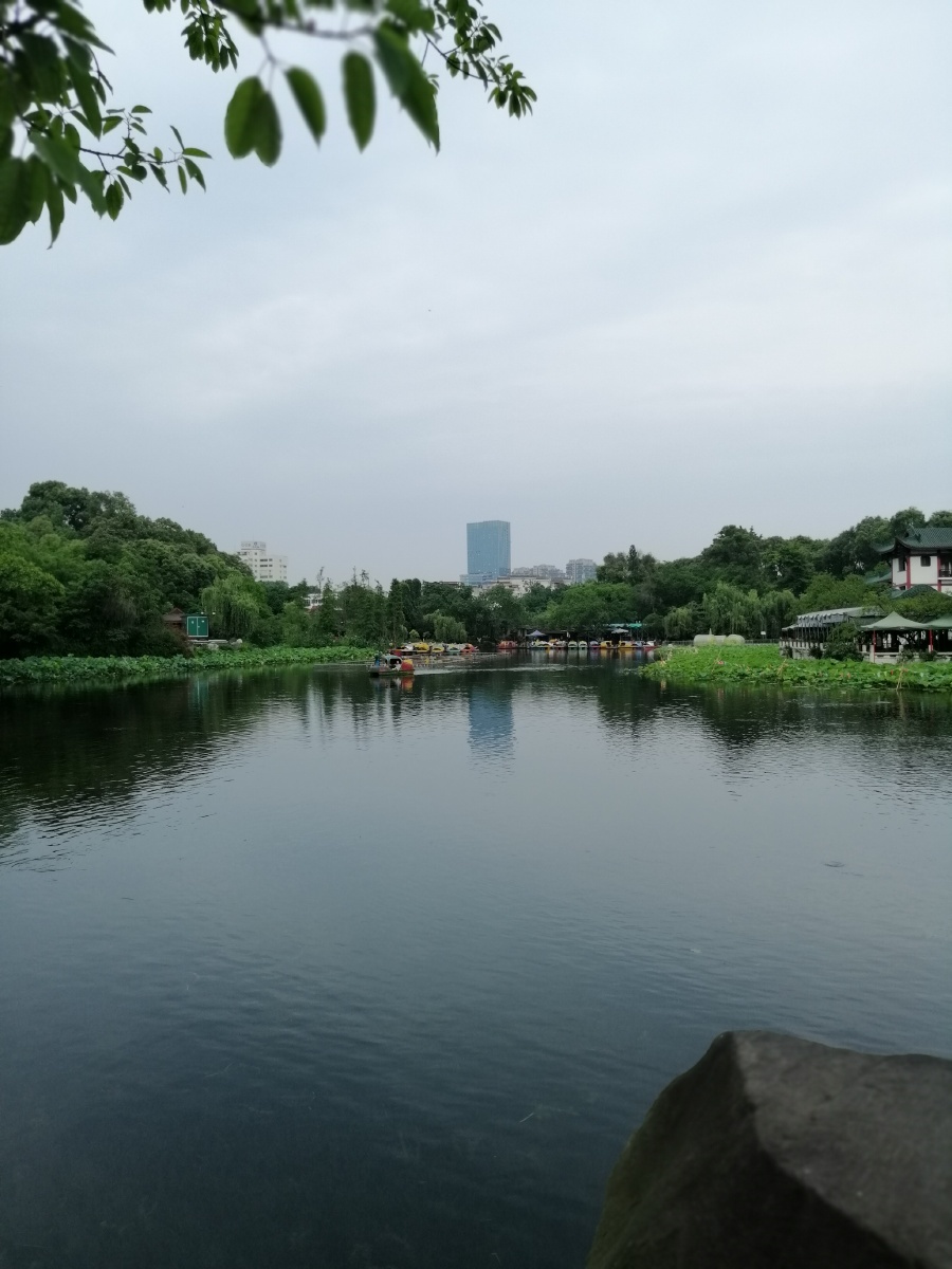 桂湖公园的春天美景