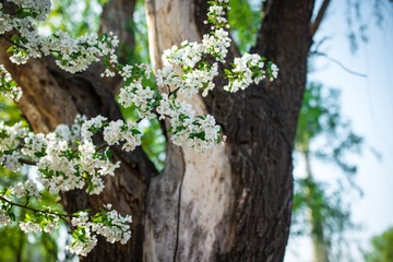 _DSC7533