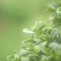 雨
