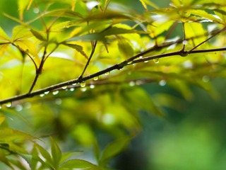 雨后1