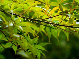 雨后2