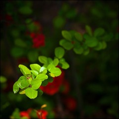 IMGP6002.jpg