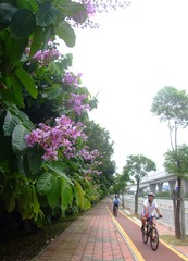 漫游绿道