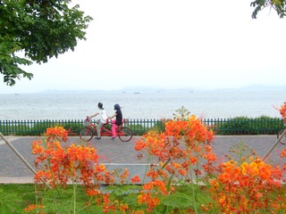 花海游（深圳湾公园徐山13713640897）