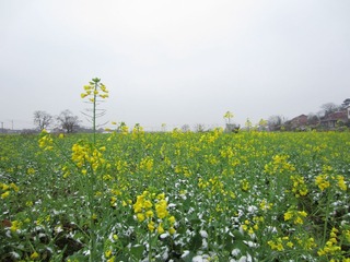 春雪中傲放的油菜花