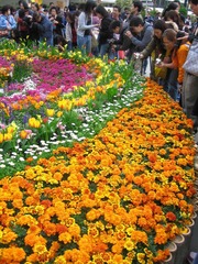 繁花似锦