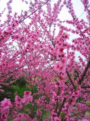 桃花朵朵开