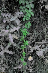 新疆一种常见植物，不知道叫什么