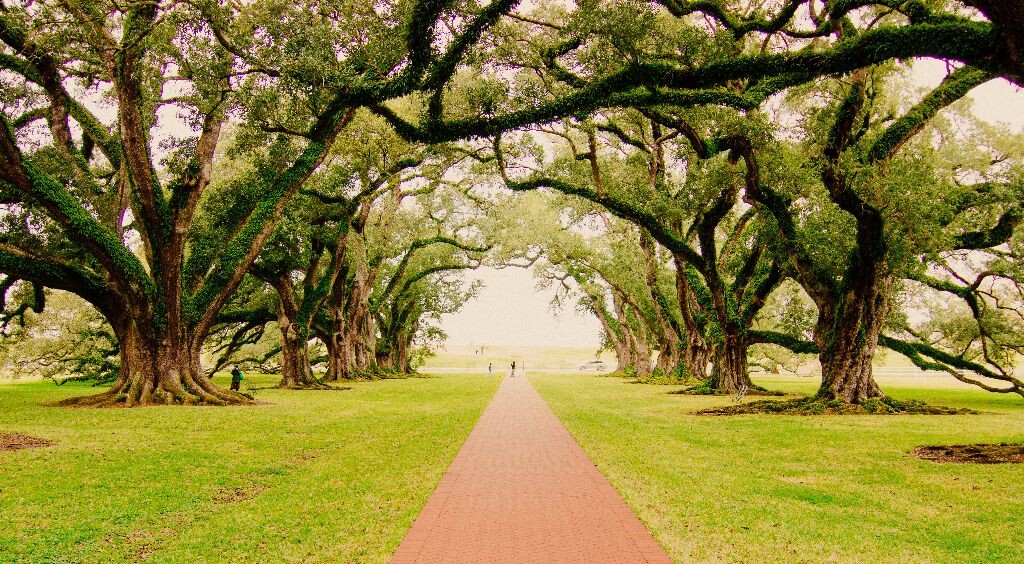 橡树庄园,通往密西西比河的Oak Alley