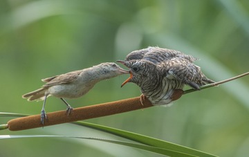 ZJD_0435